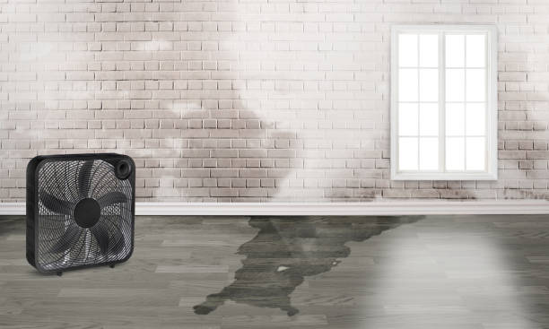 Best Professional water damage repair  in Holmen, WI